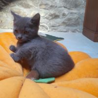 Adorables chartreux mâles loof #4