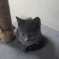 Adorables chartreux mâles loof #6