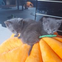 Adorables chartreux mâles loof