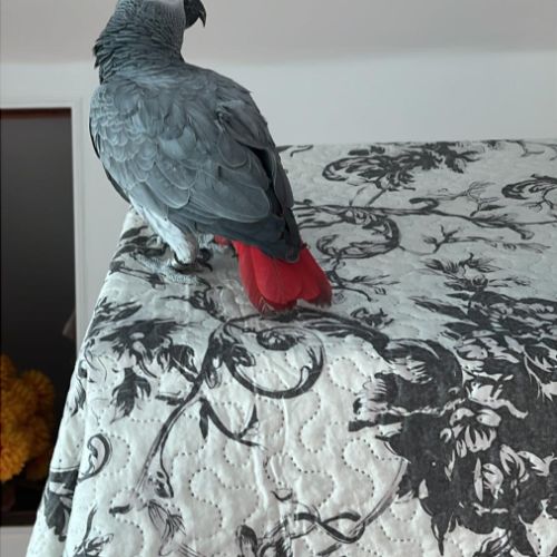 Gris du gabon perdu #2