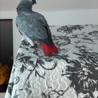 Gris du gabon perdu #2