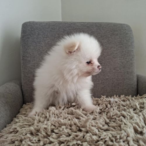 Magnifiques bébés spitz