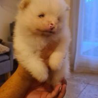 Magnifiques bébés spitz