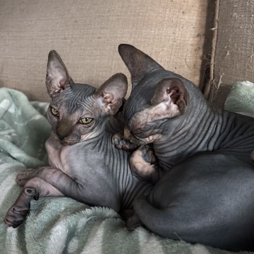 Magnifiques femelles sphynx #1