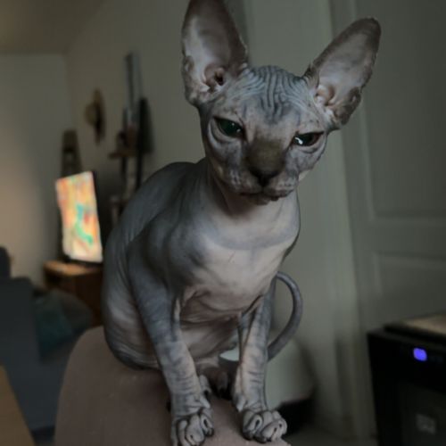 Magnifiques femelles sphynx #2