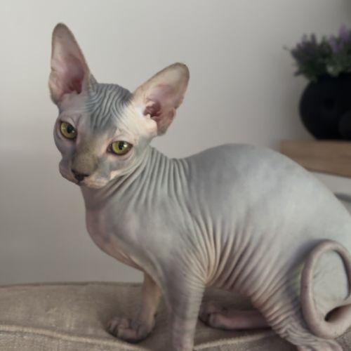 Magnifiques femelles sphynx #3