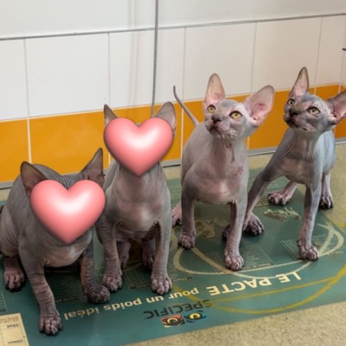 Magnifiques femelles sphynx