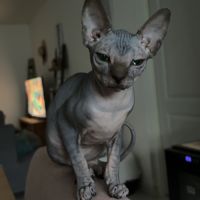 Magnifiques femelles sphynx #2