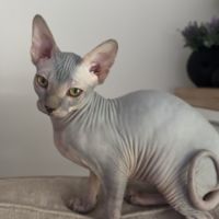 Magnifiques femelles sphynx #3