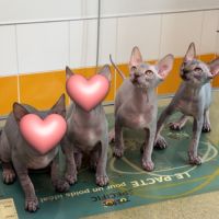 Magnifiques femelles sphynx #0