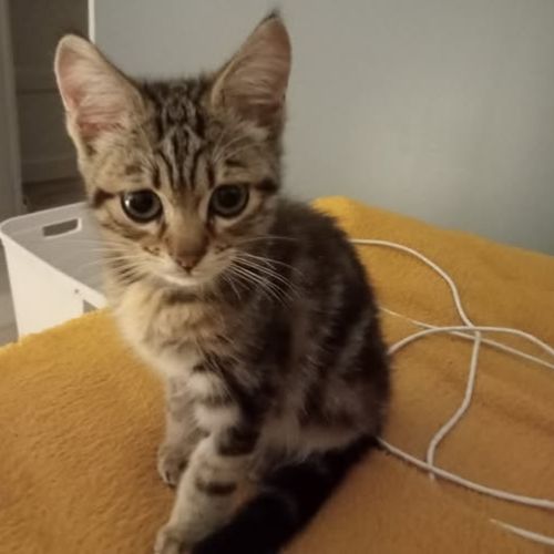 Chat coton à l adoption