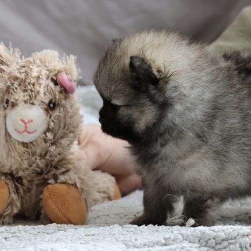 Chiots spitz sable charbonné