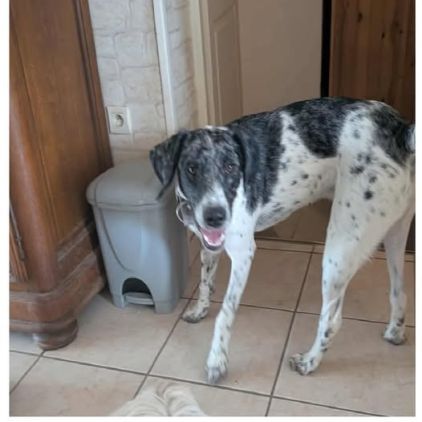 Chien louki à l adoption