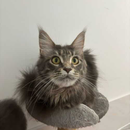 Jeune femelle maine coon unique #3