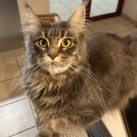 Jeune femelle maine coon unique