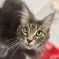 Jeune femelle maine coon unique #2