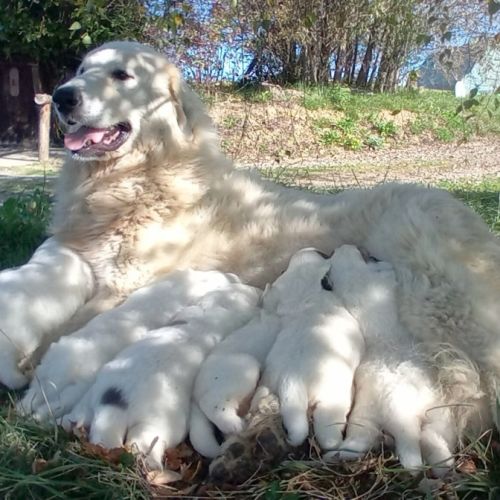 Adorables chiots « patous »  montagne des pyrenées #3