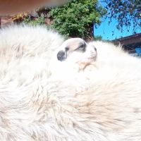 Adorables chiots « patous »  montagne des pyrenées #1