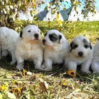 Adorables chiots « patous »  montagne des pyrenées