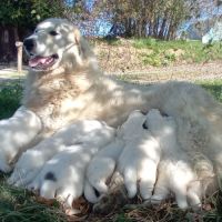 Adorables chiots « patous »  montagne des pyrenées #3