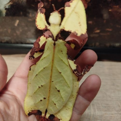 Vends phasme phyllium giganteum #1