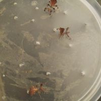 Vends phasme phyllium giganteum #0