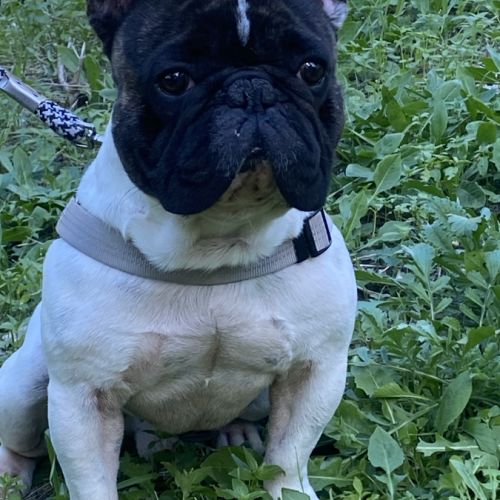 Magnifique mâle bouledogue français #2