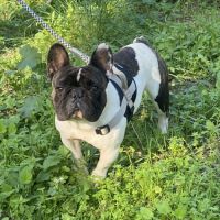 Magnifique mâle bouledogue français #0