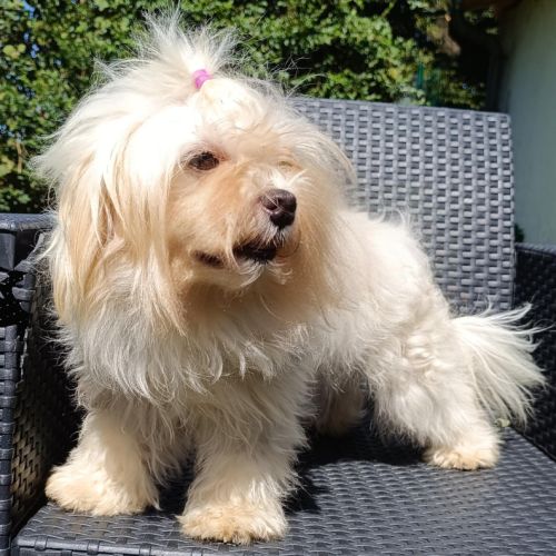 Femelles bichon maltais