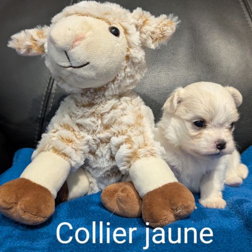 Femelles bichon maltais #4