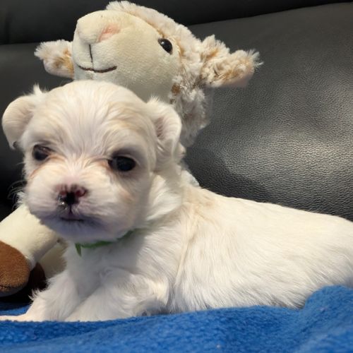 Femelles bichon maltais #5