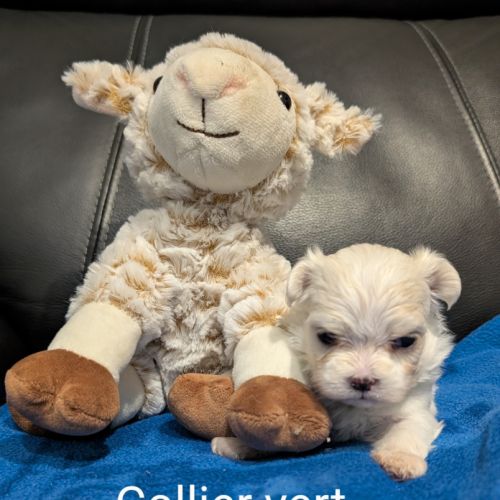 Femelles bichon maltais