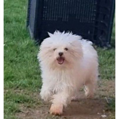 Femelles bichon maltais #8