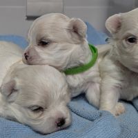 Femelles bichon maltais #2