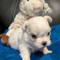 Femelles bichon maltais #0