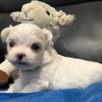 Femelles bichon maltais #5