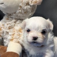 Femelles bichon maltais #7