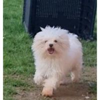 Femelles bichon maltais #8