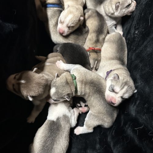 Chiots husky lof