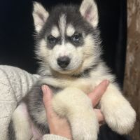 Chiots husky lof