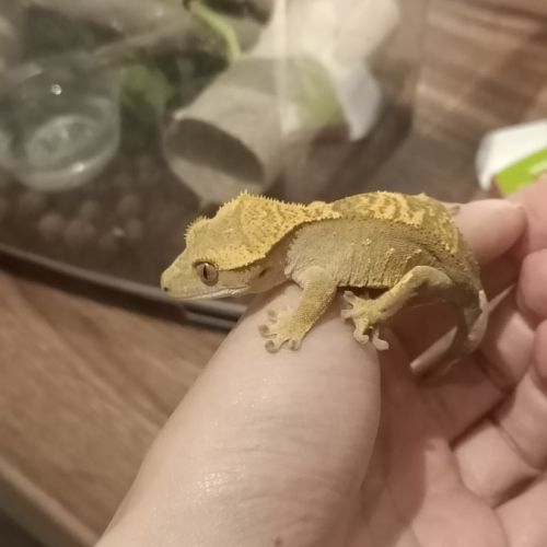 Gecko à crête juv #2