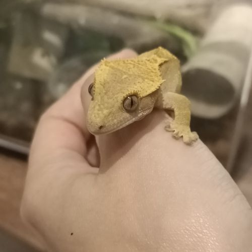 Gecko à crête juv #3