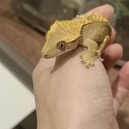 Gecko à crête juv #4