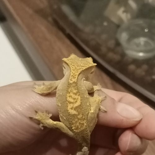 Gecko à crête juv