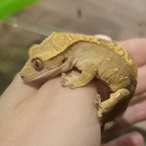 Gecko à crête juv #6