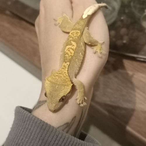 Gecko à crête juv #8