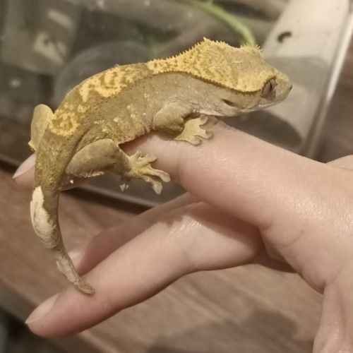 Gecko à crête juv #9