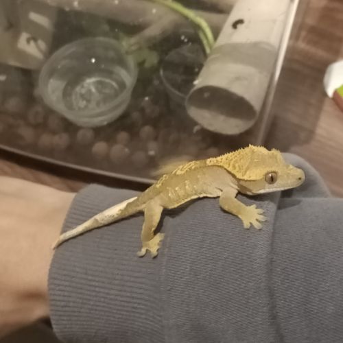 Gecko à crête juv #10