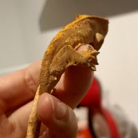 Gecko à crête juv #1