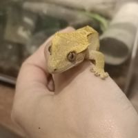 Gecko à crête juv #3